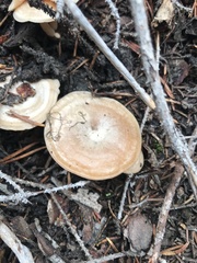 Clitocybe albirhiza