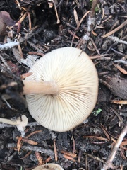 Clitocybe albirhiza