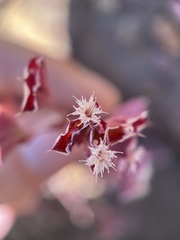 Sidotheca emarginata