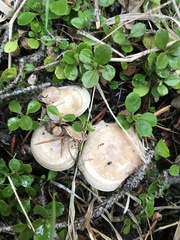Clitocybe albirhiza