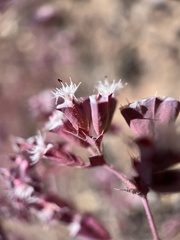 Sidotheca emarginata