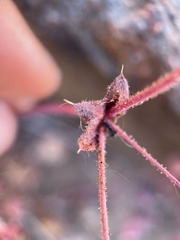 Sidotheca emarginata