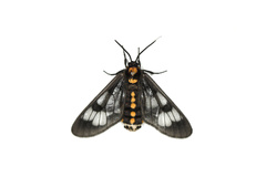 Psichotoe duvaucelii