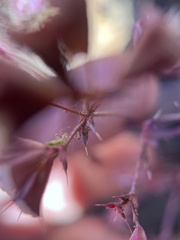 Sidotheca emarginata