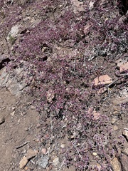 Sidotheca emarginata