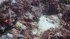 Halichoeres biocellatus