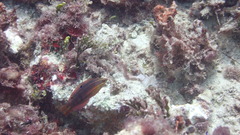 Halichoeres biocellatus