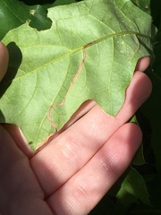 Stigmella quercipulchella