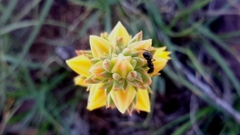 Echeveria platyphylla