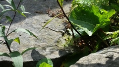 Podarcis muralis