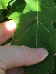 Stigmella quercipulchella