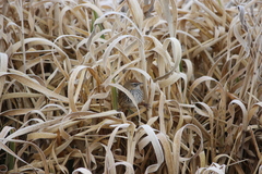 Poodytes punctatus punctatus