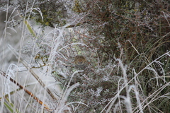 Poodytes punctatus punctatus