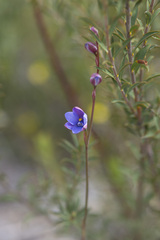 Thelymitra cornicina