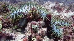Acanthaster planci