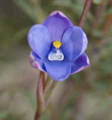 Thelymitra cornicina