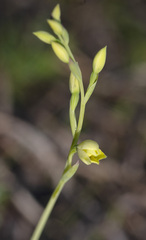 Thelymitra villosa