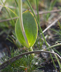 Thelymitra villosa