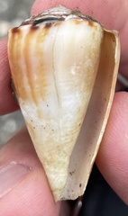 Conus gladiator