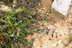 Onobrychis mazanderanica