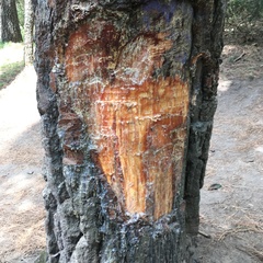 Pinus teocote