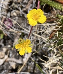 Ivesia lycopodioides