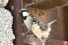 Passer domesticus bactrianus