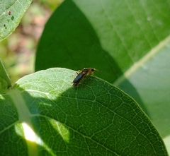 Trypherus frisoni