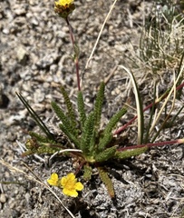 Ivesia lycopodioides