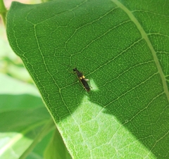 Trypherus frisoni