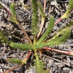 Ivesia lycopodioides