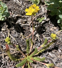 Ivesia lycopodioides