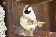 Passer domesticus bactrianus