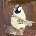 Turkestan House Sparrow - Photo (c) Kudaibergen Amirekul, some rights reserved (CC BY-SA), uploaded by Kudaibergen Amirekul