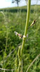 Desmodium illinoense