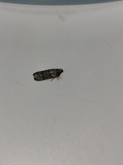 Chionodes formosella