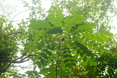 Comocladia macrophylla