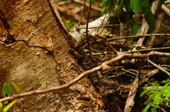 Ctenosaura oaxacana