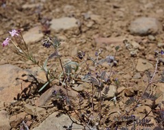 Astragalus inyoensis