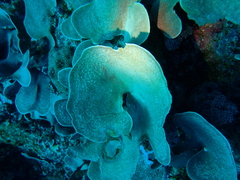 Phyllospongia