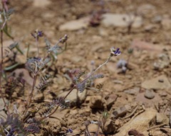 Astragalus inyoensis