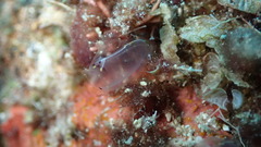 Rhopalaea