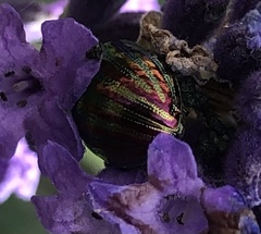 Chrysolina americana