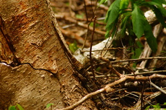 Ctenosaura oaxacana