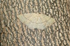 Cyclophora suppunctaria