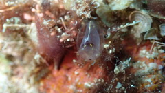 Rhopalaea