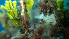 Rhopalaea