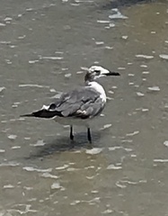 Leucophaeus atricilla megalopterus