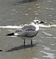 Leucophaeus atricilla megalopterus