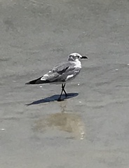 Leucophaeus atricilla megalopterus